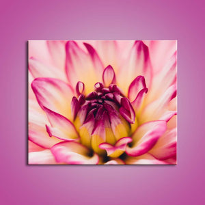 Pink Dahlia (Bdos Stock)