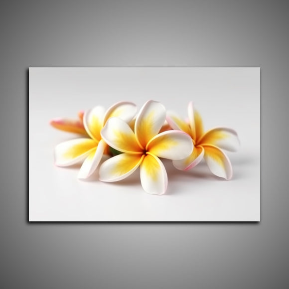 Plumeria (Bdos Stock)